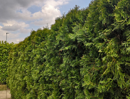 Wie bewässert man eine Hecke?