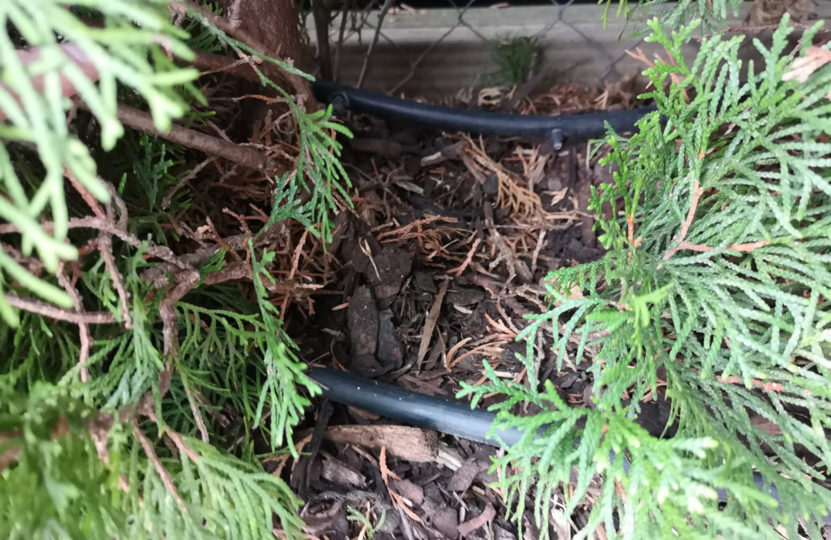 Wie bewässert man eine Hecke? GartenbewässerungsRatgeber mit Doit