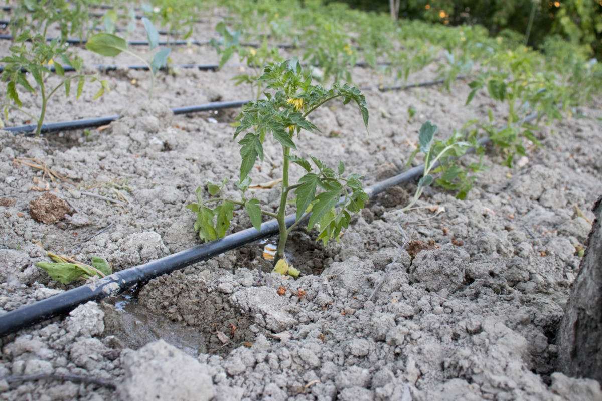 Wie bewässert man ein Gemüsebeet? GartenbewässerungsRatgeber mit Do